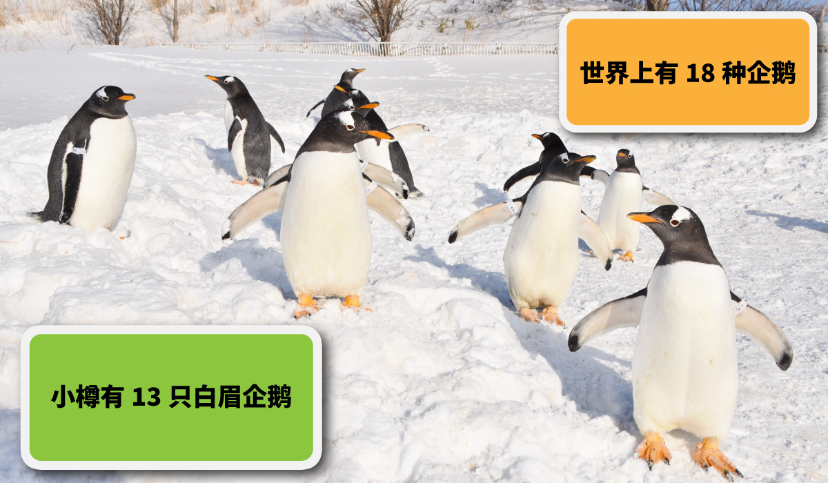 世界上有18种企鹅。小樽有13只白眉企鹅