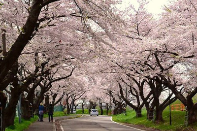 Cherry blossoms corridor,北斗市樱回廊