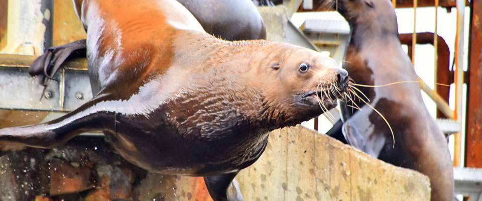 小樽水族馆